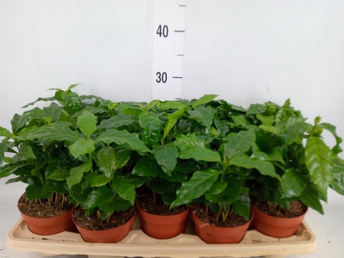 <h4>Coffea arabica</h4>