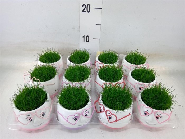 <h4>Arr. Kamerplant Groen L%</h4>