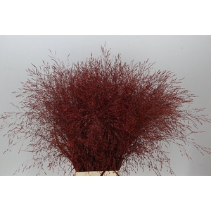 Panicum Painted Burgundy