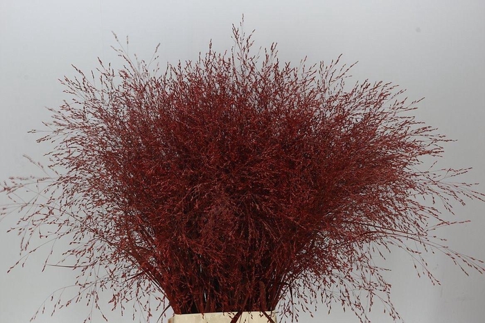 <h4>Panicum Painted Burgundy</h4>