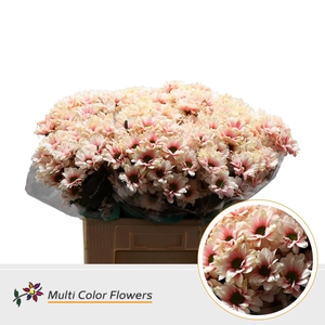 Chrysanthemum TR   ...colored H%