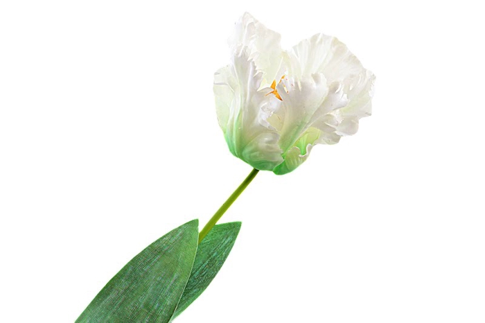 <h4>Tulipa White</h4>