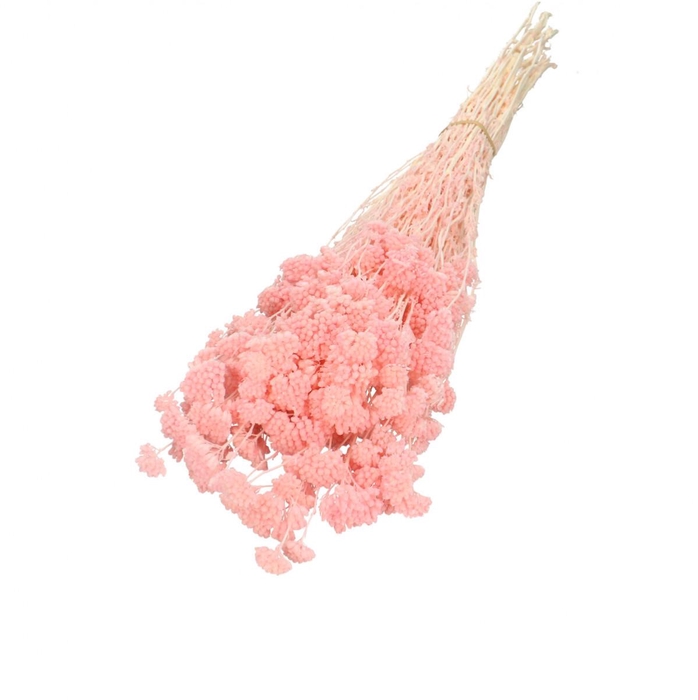 Droogbloem Achillea Silvestre 60cm 100g