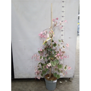 Cercis chinensis