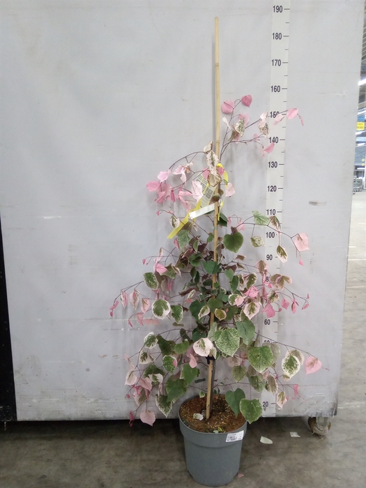 <h4>Cercis chinensis</h4>