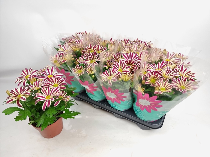 <h4>CHRYS SHOWDANCE</h4>