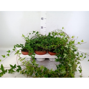 Hedera helix 'Shamrock'