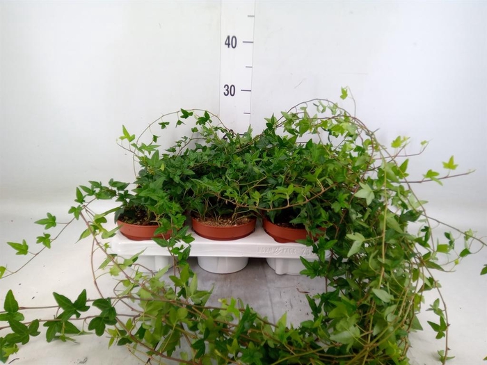 <h4>Hedera helix 'Shamrock'</h4>