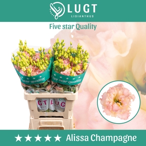 Lisianthus Alissa Champagne