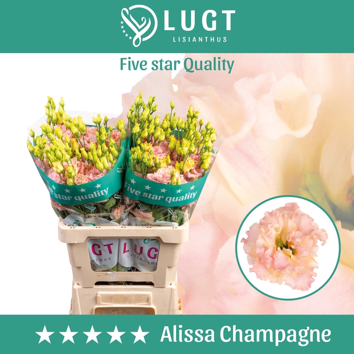 <h4>Lisianthus Alissa Champagne</h4>