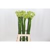 Ornithogalum Saundersiae
