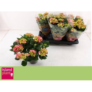HYDR M EARLY ROSA 8+ P13