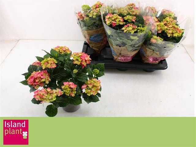 <h4>HYDR M EARLY ROSA 8+ P13</h4>
