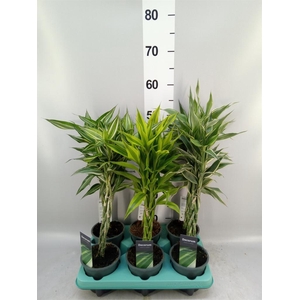 Dracaena sand. ...mix 3