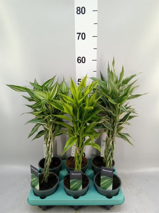 <h4>Dracaena sand. ...mix 3</h4>