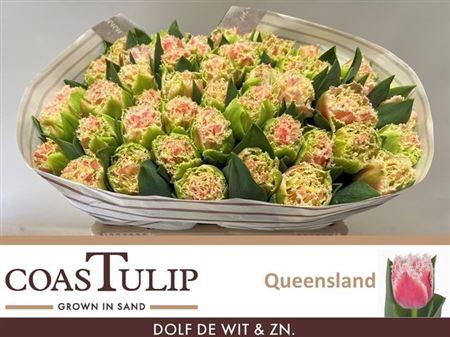 <h4>Tu Fr Queensland</h4>