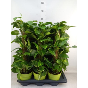 Epipremnum pinn.   ...moss stick