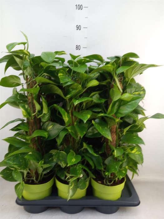 <h4>Epipremnum pinn.   ...moss stick</h4>