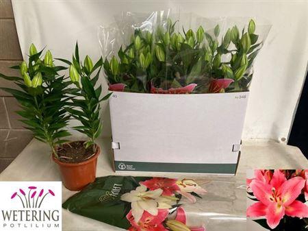 <h4>Lil Or Sunny Camino</h4>