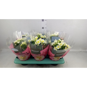 Begonia elat. HL 'Valentino White'