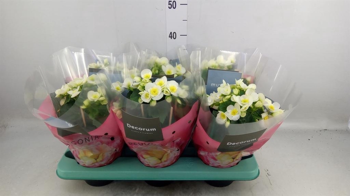 <h4>Begonia elat. HL 'Valentino White'</h4>