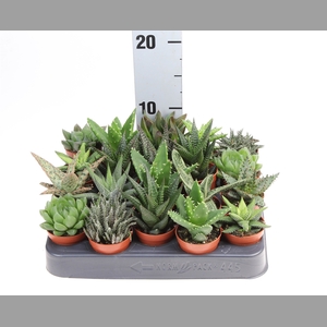 Aloe   ...mix