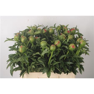 Paeonia L Coral Sunset Xl