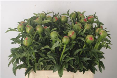 <h4>Paeonia L Coral Sunset Xl</h4>