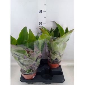 Aechmea tayoensis
