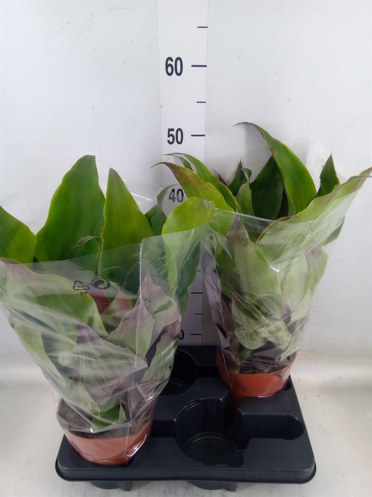 <h4>Aechmea tayoensis</h4>