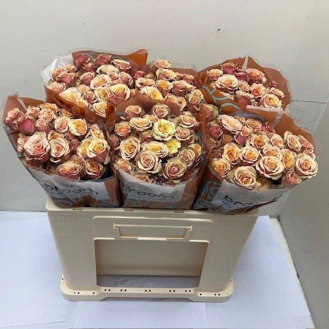 <h4>ROSA TR 'ANTIGUA'</h4>