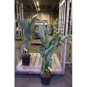 arr8 Strelitzia Regin Bl