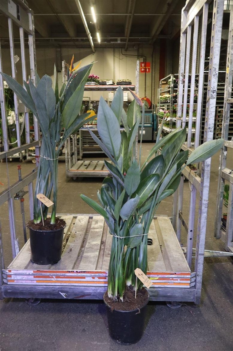 <h4>arr8 Strelitzia Regin Bl</h4>