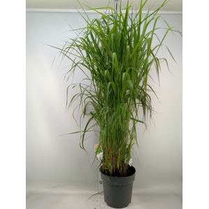Miscanthus sin. 'Malepartus'