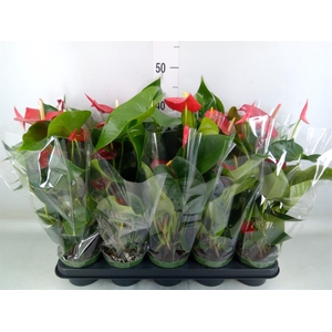 Anthurium andr. 'Querida'