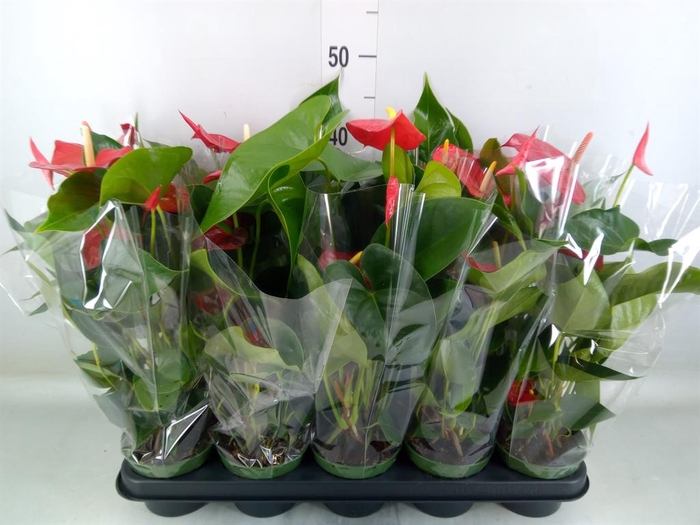 <h4>Anthurium andr. 'Querida'</h4>