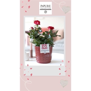 Rosa red in P&PURE Floor ceramics red met hart