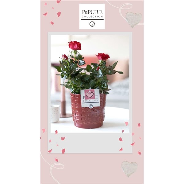 <h4>Rosa red in P&PURE Floor ceramics red met hart</h4>