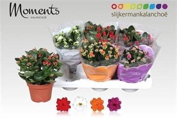 <h4>KAL GE GEM 4 KL</h4>