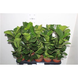 Ficus Lyrata Bambino
