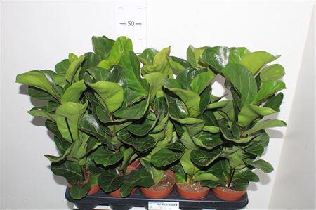 <h4>Ficus Lyrata Bambino</h4>
