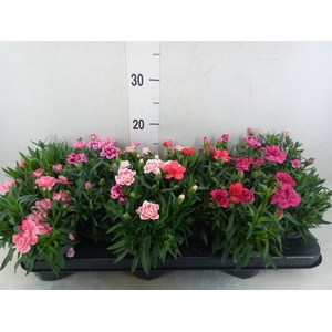 Dianthus  'Oscar'   ...mix