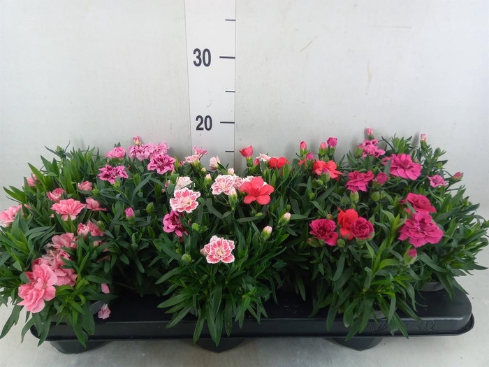 <h4>Dianthus  'Oscar'   ...mix</h4>