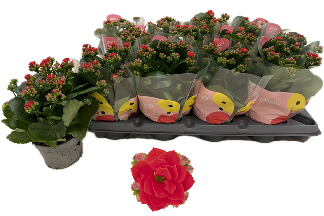 <h4>KALAN CALAN RED NOELLE</h4>