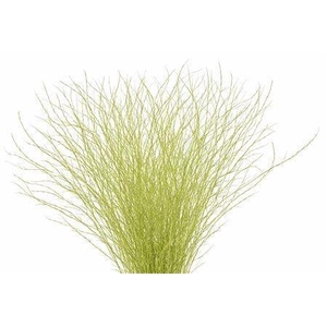 BETULA OV KLB H%