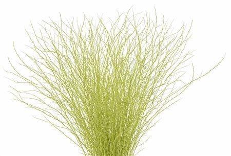 <h4>BETULA OV KLB H%</h4>