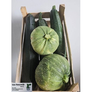 CUCURBITA OV