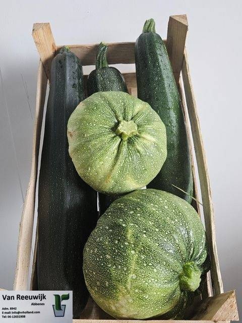 <h4>CUCURBITA OV</h4>
