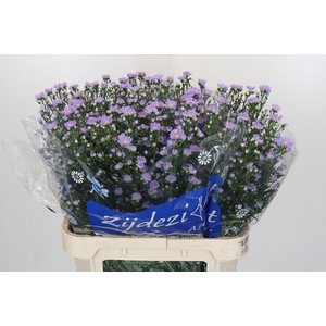 Aster Cassandra