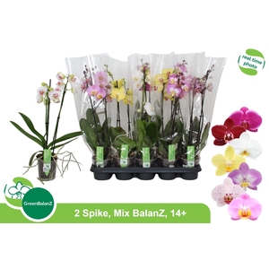 PHAL GEM
